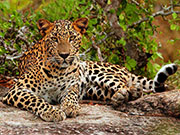 leopard