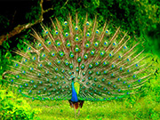 peacock
