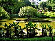 peradenitagarden